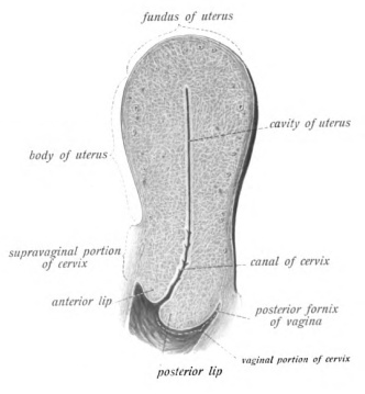 Illustration for article titled What Happens to Sperm Once They're Inside a Woman?